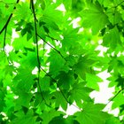 ¿Qué orgánulos celulares son los responsables de la fotosíntesis en las plantas verdes?