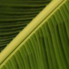 The Nutritional Value of Banana Leaves