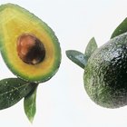 Identificación de la hoja de aguacate