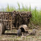 What Liquors Are Made From Sugar Cane?