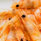 How to Prepare Live Shrimp