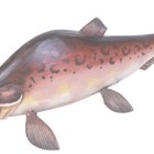 How to Pressure Can Trout