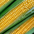 How to Roast Corn in the Husk