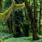 Hervíboros que habitan la selva tropical