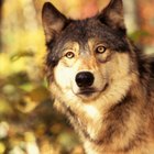 ¿Cuáles son las temperaturas en las que vive el lobo gris?