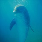 El ciclo de vida de los delfines nariz de botella