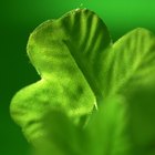 St. Patrick's Day Religious Activities