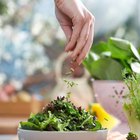 The Best Vegetarian Diets for Glowing Skin