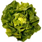 Nutritional Benefits of Butter Leaf Lettuce