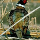 The Best Ways to Cook Pheasant Breast