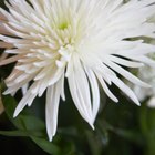 How to Make an Elegant Wedding Reception Table Centerpiece on a Budget