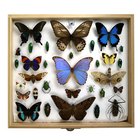 La forma más fácil de hacer una colección de insectos