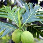 Health Benefits of Breadfruit