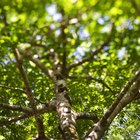 Estructuras que captan la energía lumínica y realizan fotosíntesis