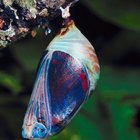 Información sobre la etapa de crisálida de una mariposa