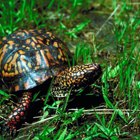 Behavioral Adaptations of the Box Turtle | Sciencing