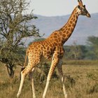 The Characteristics of a Giraffe & How it Helps it Survive | Sciencing