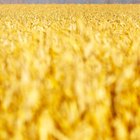 How to Use Foodsaver for Freezing Corn