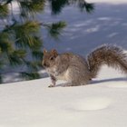 Información sobre ardillas que viven en los árboles de pino