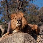 ¿Qué características tienen los leones para sobrevivir en la selva?