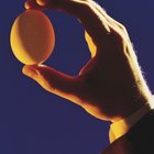 ¿Cómo saber si un huevo está fertilizado?