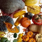 Differences in Acorn & Butternut Squash