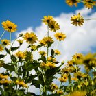 How to Make Wedding Bouquets With Sunflowers