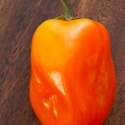 How to Grind Habanero Peppers
