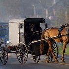 What Do the Amish Feed Their Chickens?