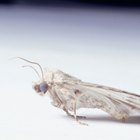 How to Get Rid of Grain Moths in a Pantry
