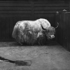 How to Cook Yak