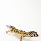¿Cuál es la diferencia entre lagartos y geckos?