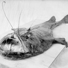 How to Cook Monkfish Tails
