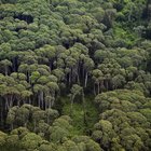 Razones de la importancia de la conservación de los bosques