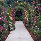 Bridal Arch Ideas