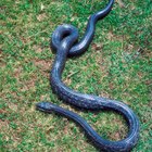 Serpientes marrones con franjas