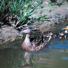 Animales que comen caracoles de estanque