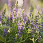 ¿La lavanda muere en el invierno?