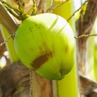 Health Advantages of Coconut Water
