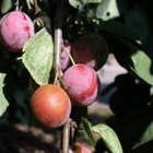 How to Cook Plums