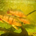Órganos respiratorios en las plantas y animales