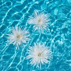 Cómo hacer flores flotantes para una piscina
