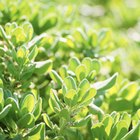 Estructura de las proteínas de las plantas