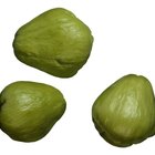 Datos sobre el chayote