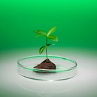 Cómo enseñarles sobre plantas a niños preescolares