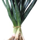 What Part of the Leek Do I Cook?