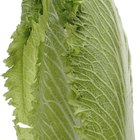 How to Grill Romaine Lettuce