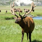 How to Cook an Elk Heart | Our Everyday Life