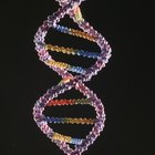 Cómo calcular los porcentajes de adenina en una cadena de ADN