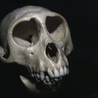 ¿Cuáles son las características y adaptaciones de un Australopithecus afarensis?